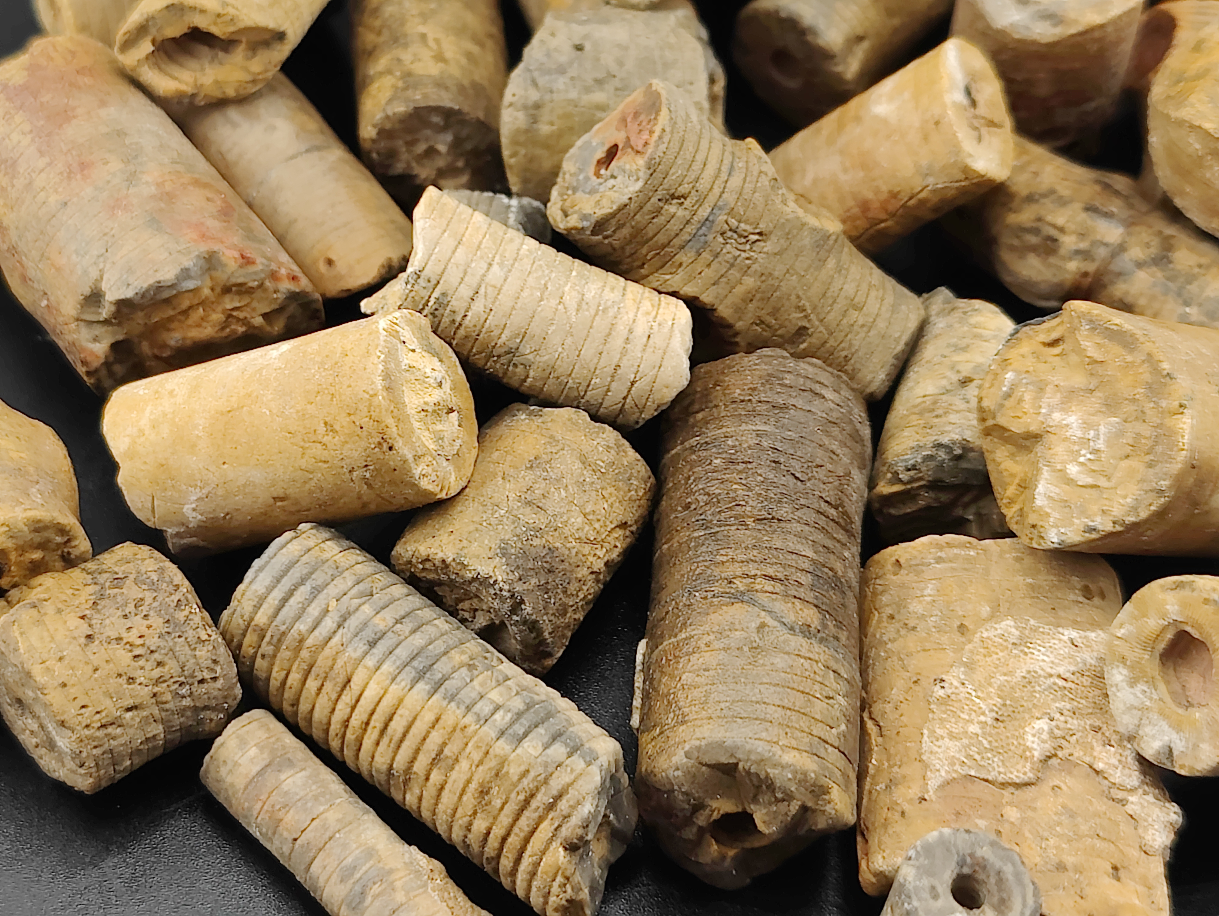 AAM0034 Криноидея. Окаменелость. Морская лилия 